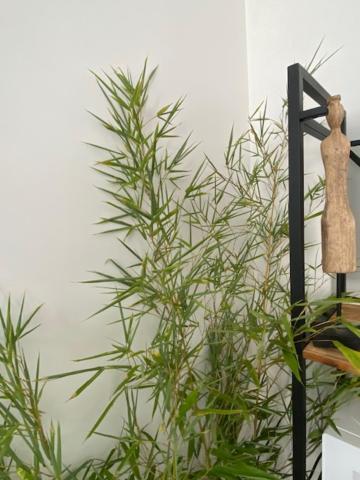 Appartements Pyrenees-Barthou Pau Exterior photo